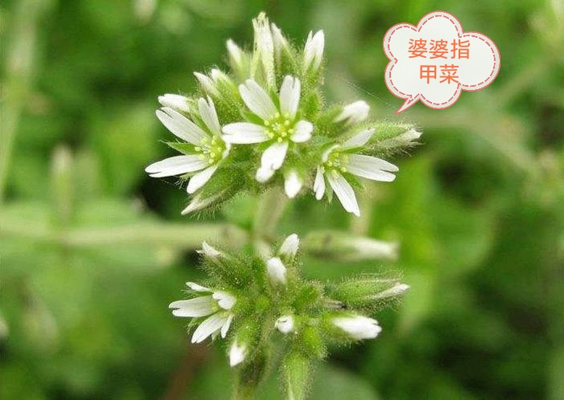 邂逅奇花异草:依次为野亚麻,图二未知,紫花山莴苣,婆婆指甲菜,蓟,玉簪