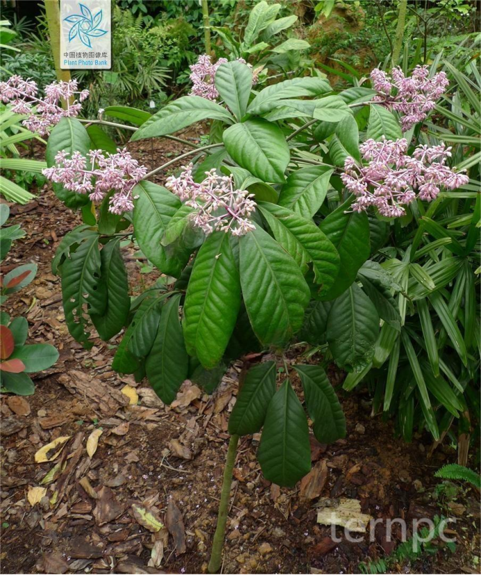 极具观赏价值的药用植物——矮紫金牛