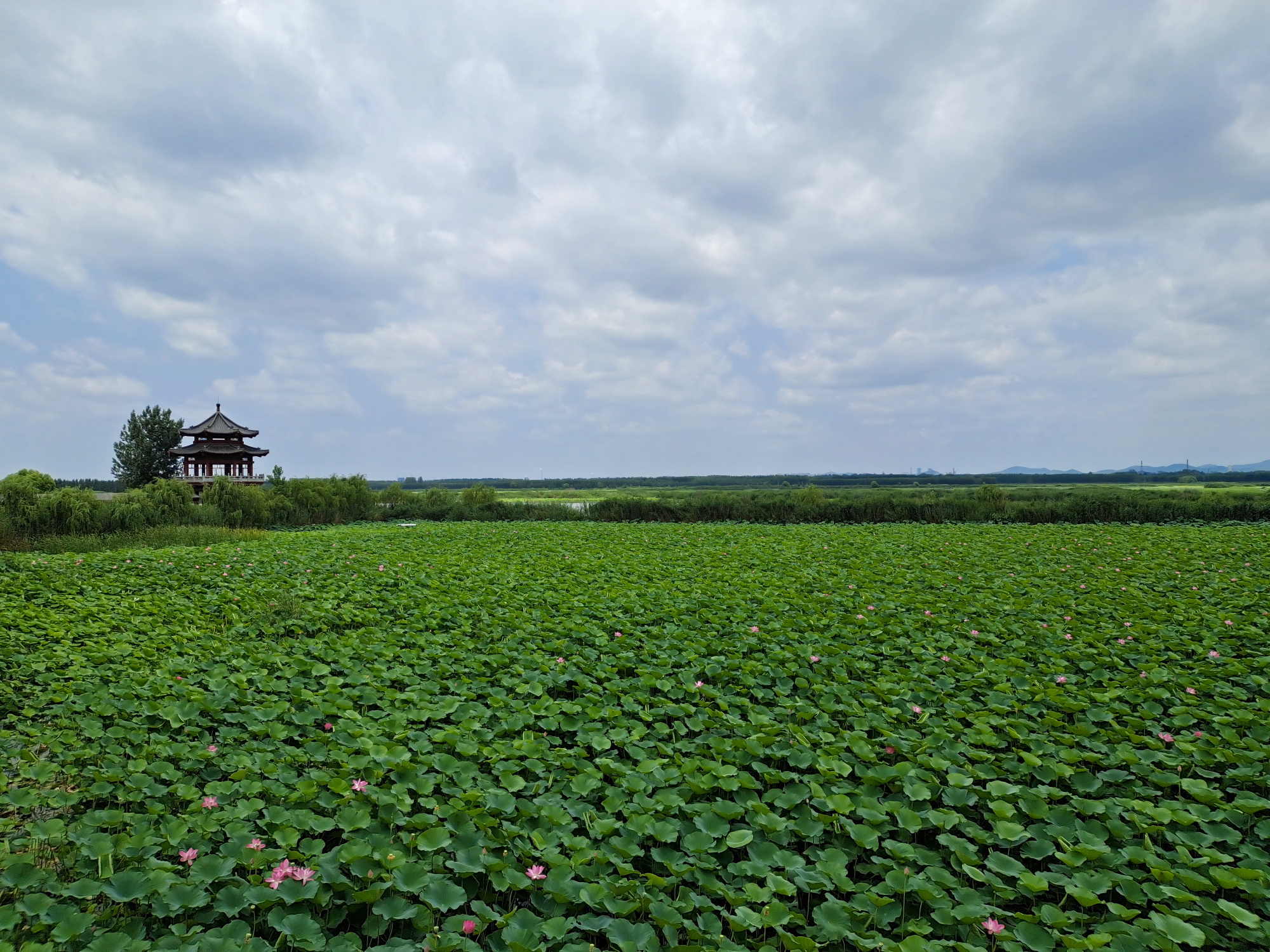 《图文原创》美丽的微山湖畔