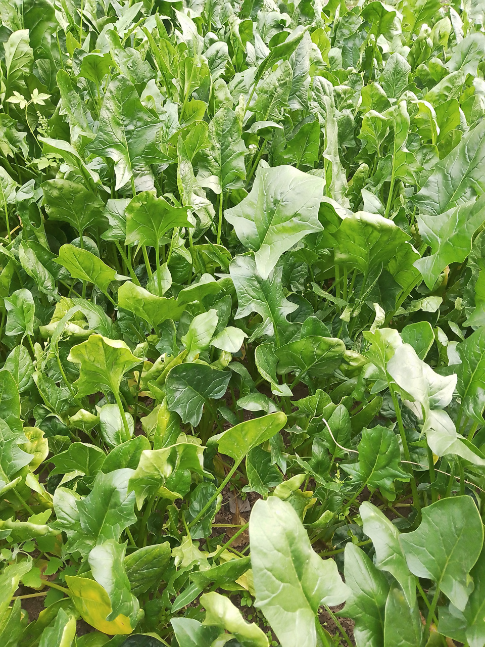 多么翠绿 油绿 黄绿 营养又美味的菠菜 是出自我的手 你想到了吗