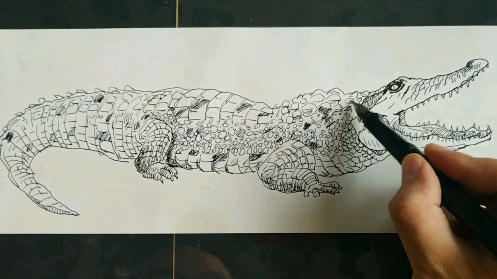 手绘线描尼罗鳄,大家快来一起画