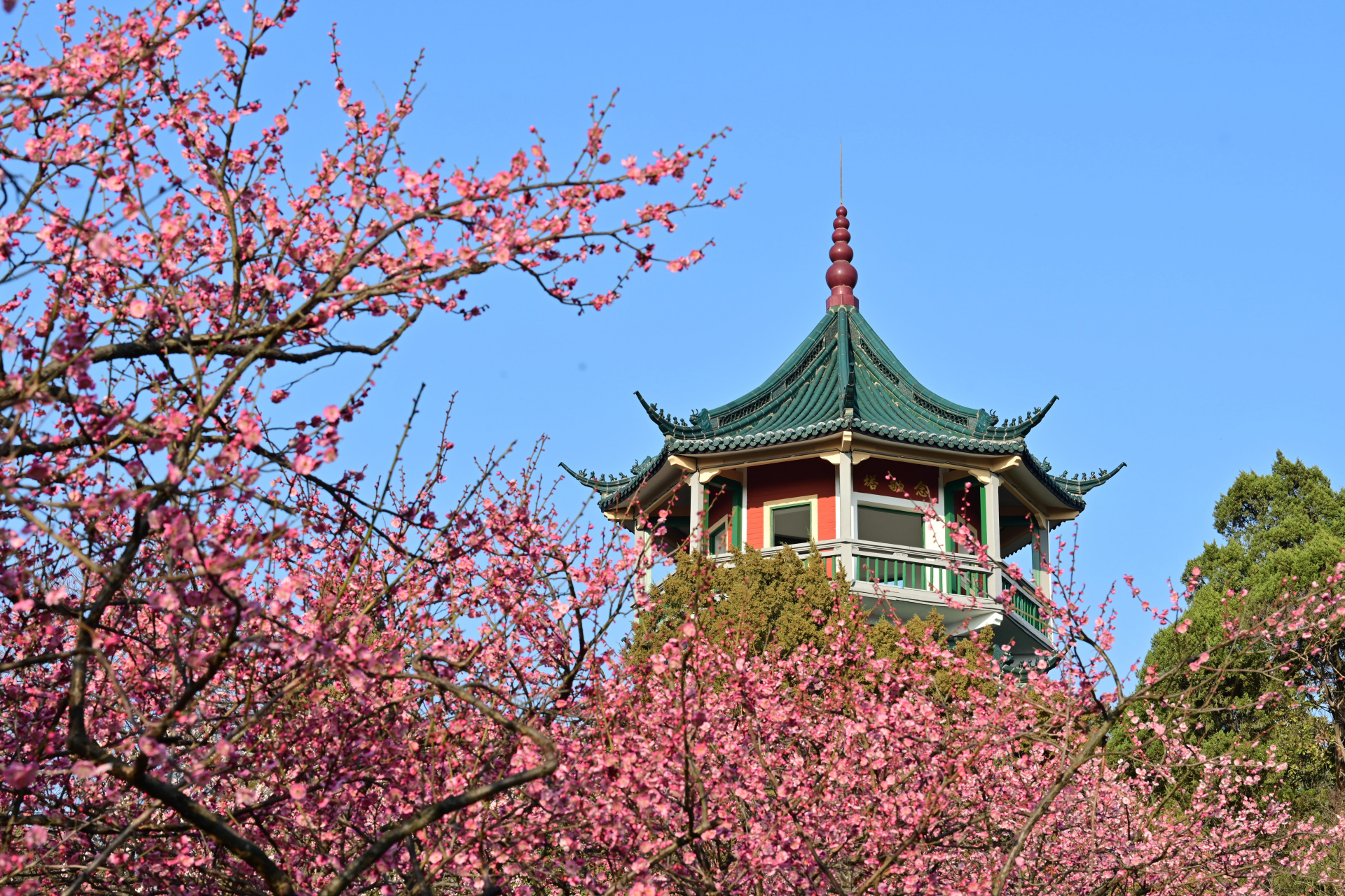 热榜之我见# 以梅花著称的无锡荣氏梅园,目前梅花已经开到最盛,红梅