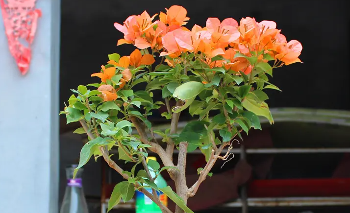 三角梅绿叶橙勤花吗
