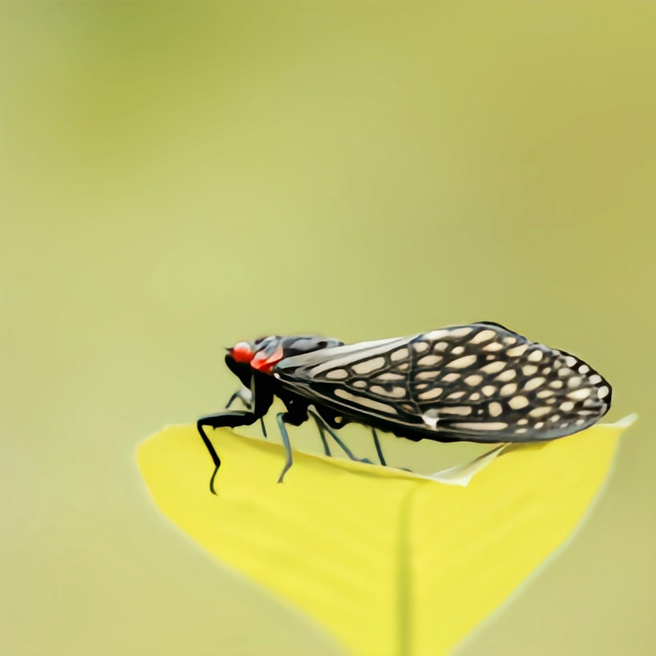 每天认识一种昆虫——中华红眼蝉 中华红眼蝉体长约3-4厘米,通体漆黑
