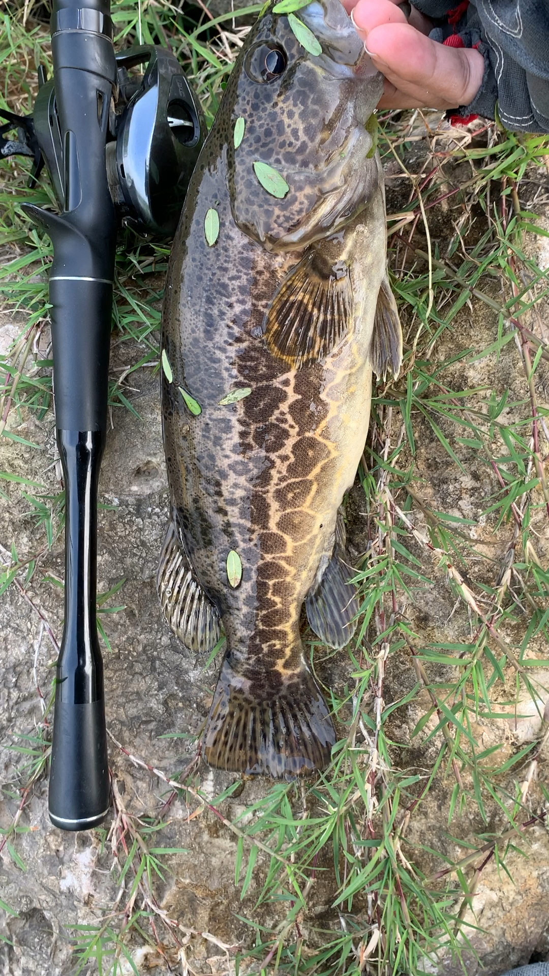 大鳜鱼来了,漂亮的颜色