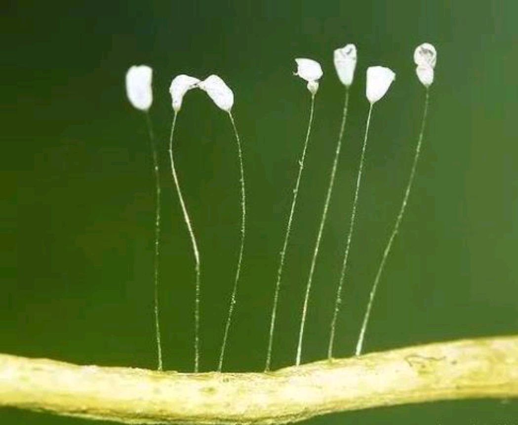 佛家三宝:舍利子,贝叶经,还有3000年才开一次的花