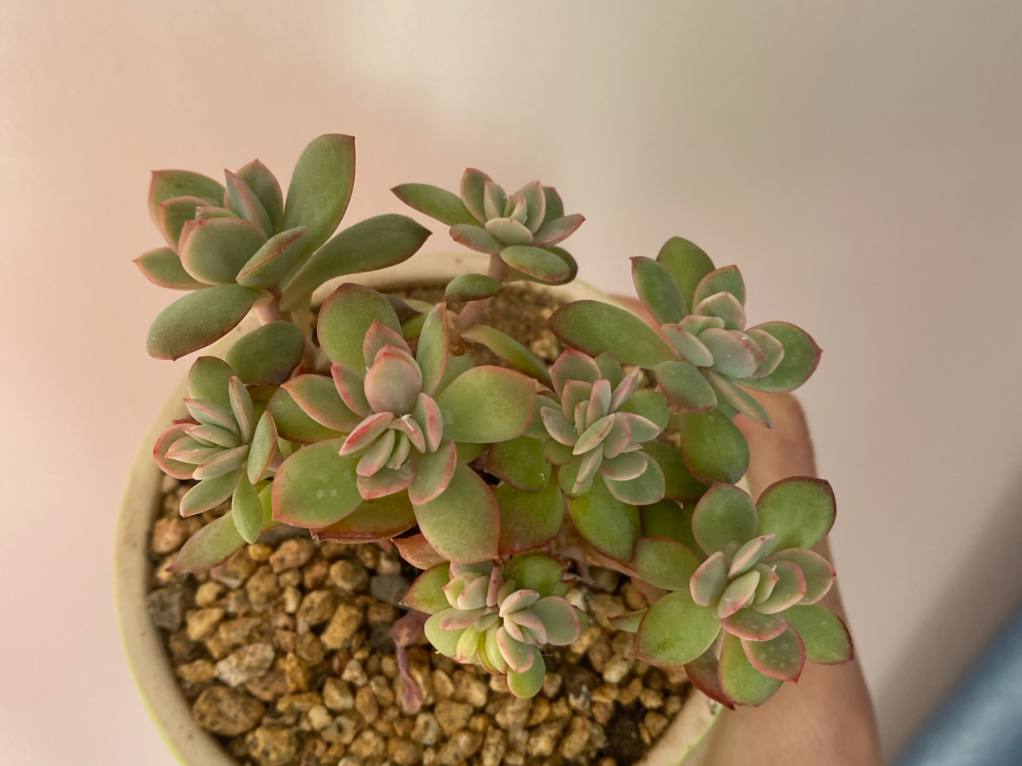 夏季绿如菜,秋冬红如火的绮罗,多肉中的5好品种,你养了吗?