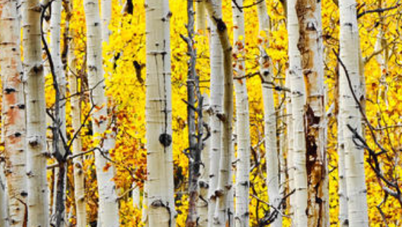 白杨树和白桦树区别是啥