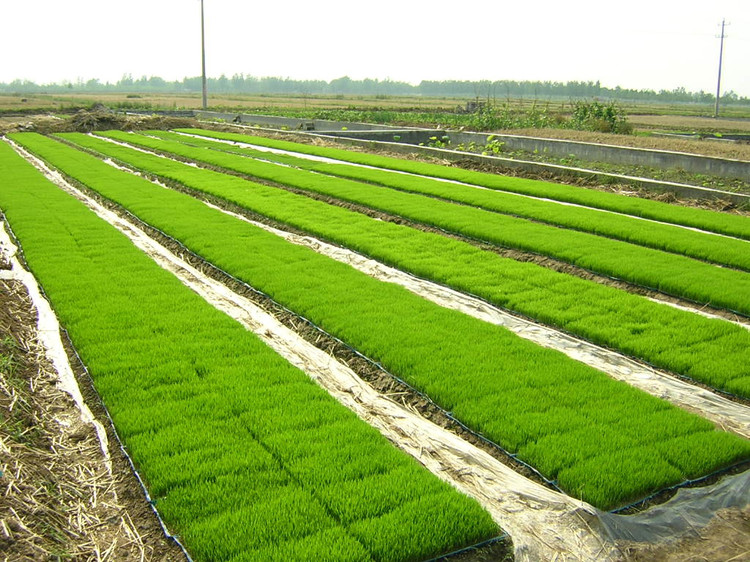 水稻秧盘 - 热门商品专区