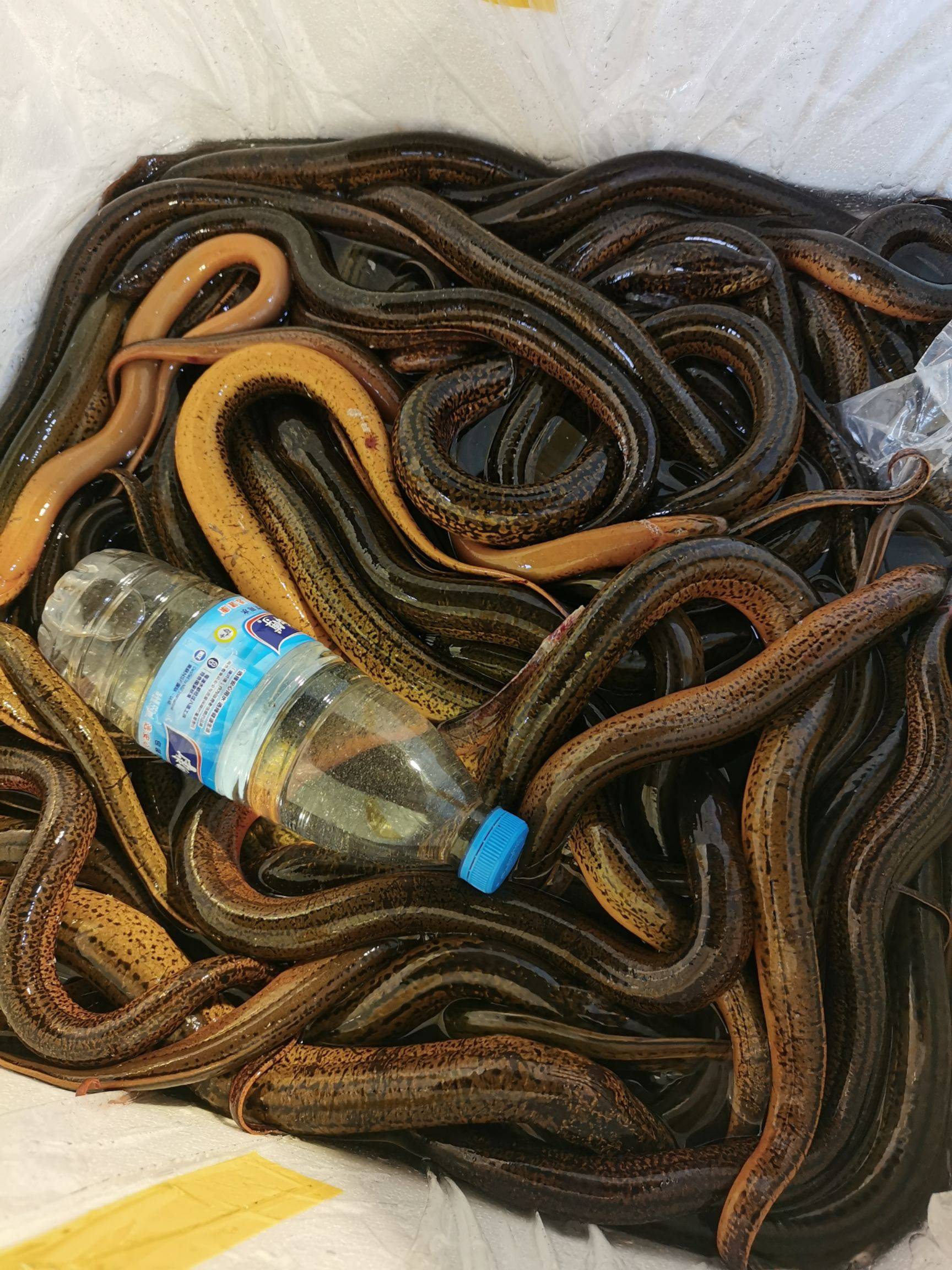 喂养黄鳝并不难,跟着这份简单指南,你就可以轻松照顾它们啦!