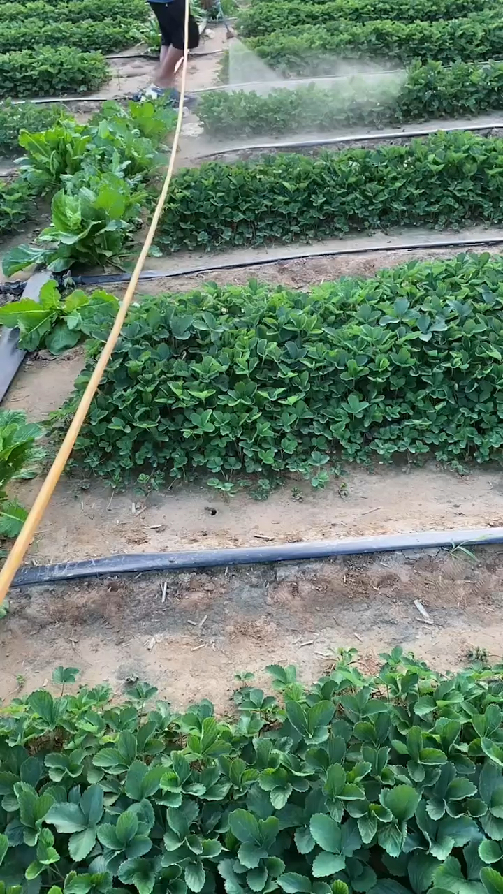 红颜草莓苗 二代生产苗 根系发达 植株长势健壮 秋季出圃