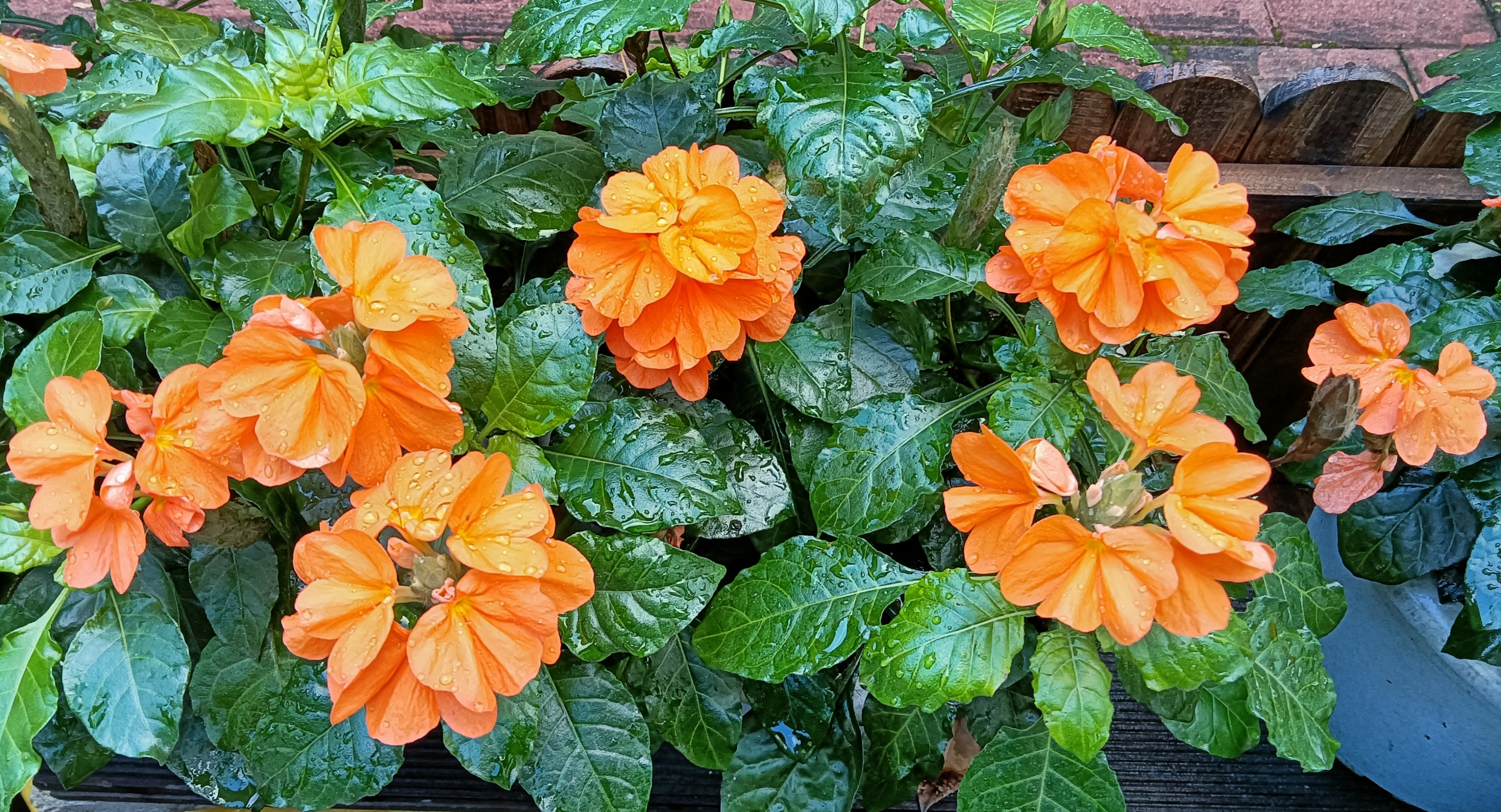 与众不同的鸟尾花,即使在室内养殖,也能开出美丽的花朵