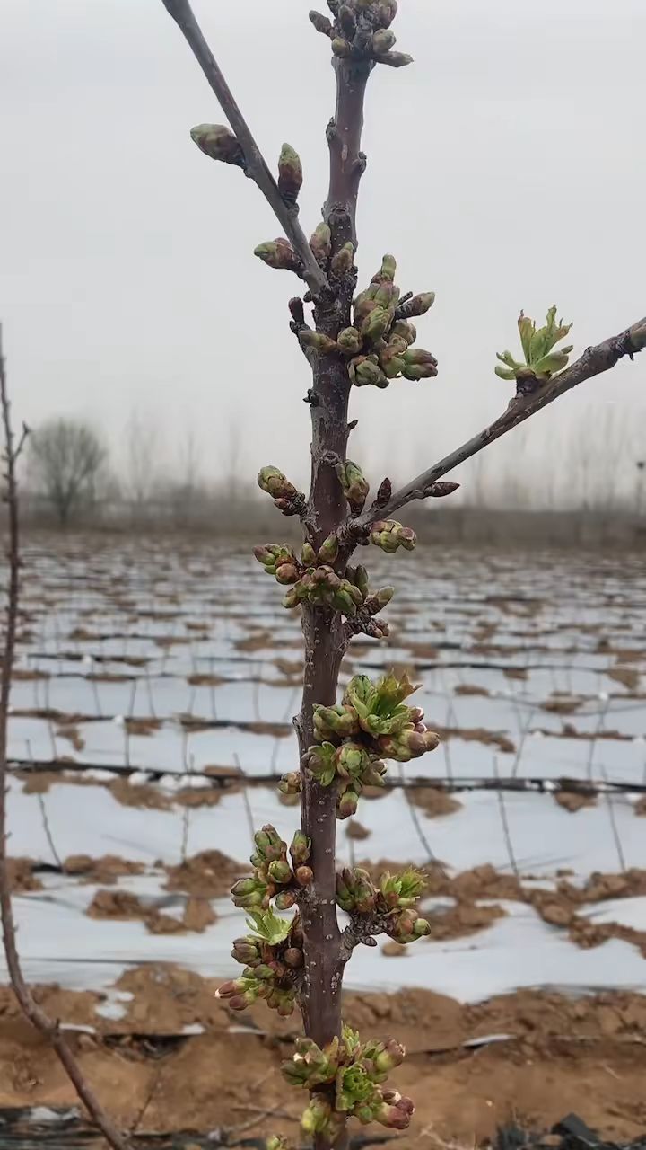 吉塞拉一根棍车厘子大樱桃苗马上开花!矮化密植树形!