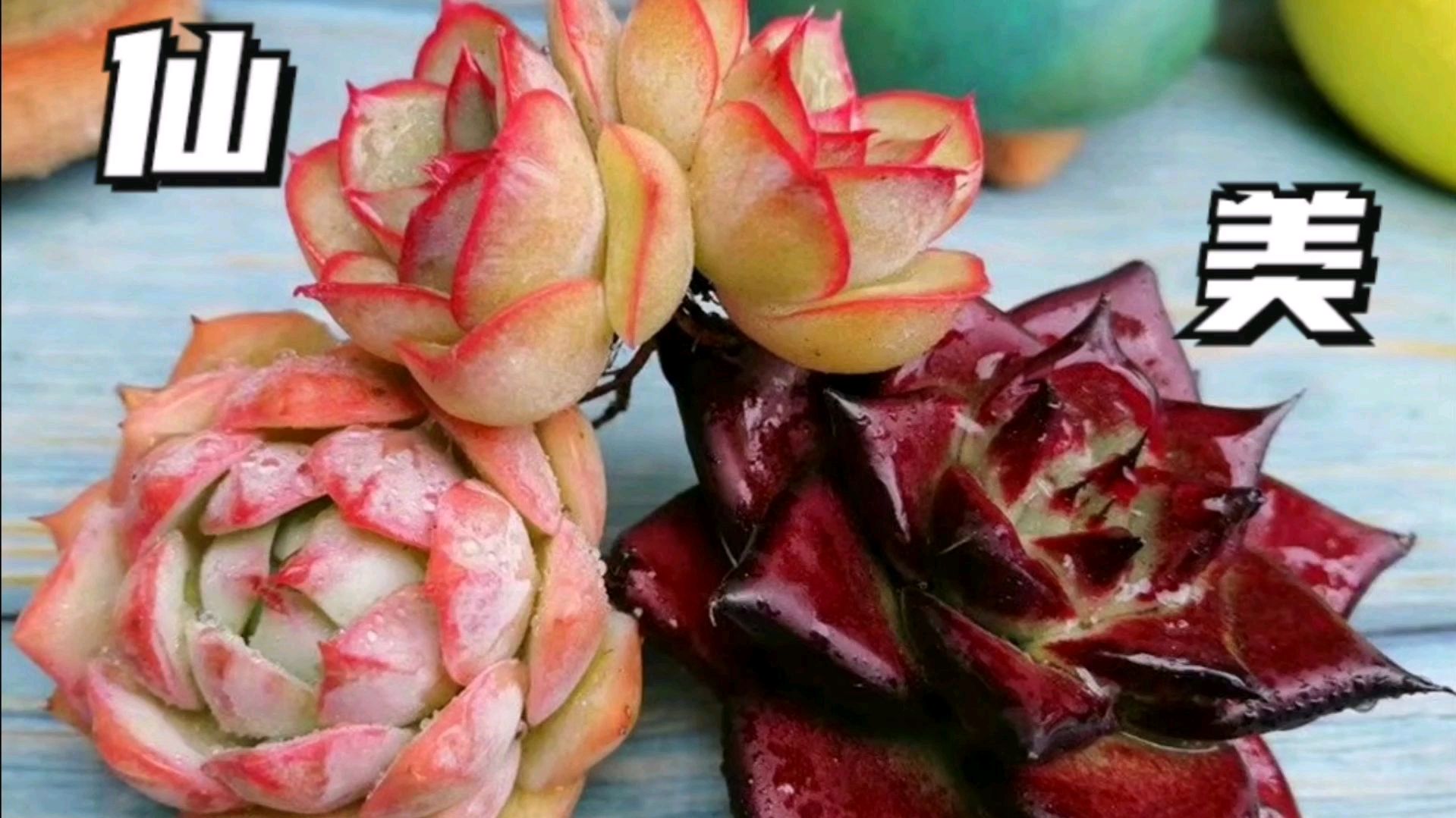 又网购了几颗精品多肉,这么美的蒂比我还是第一次见,越看越喜欢