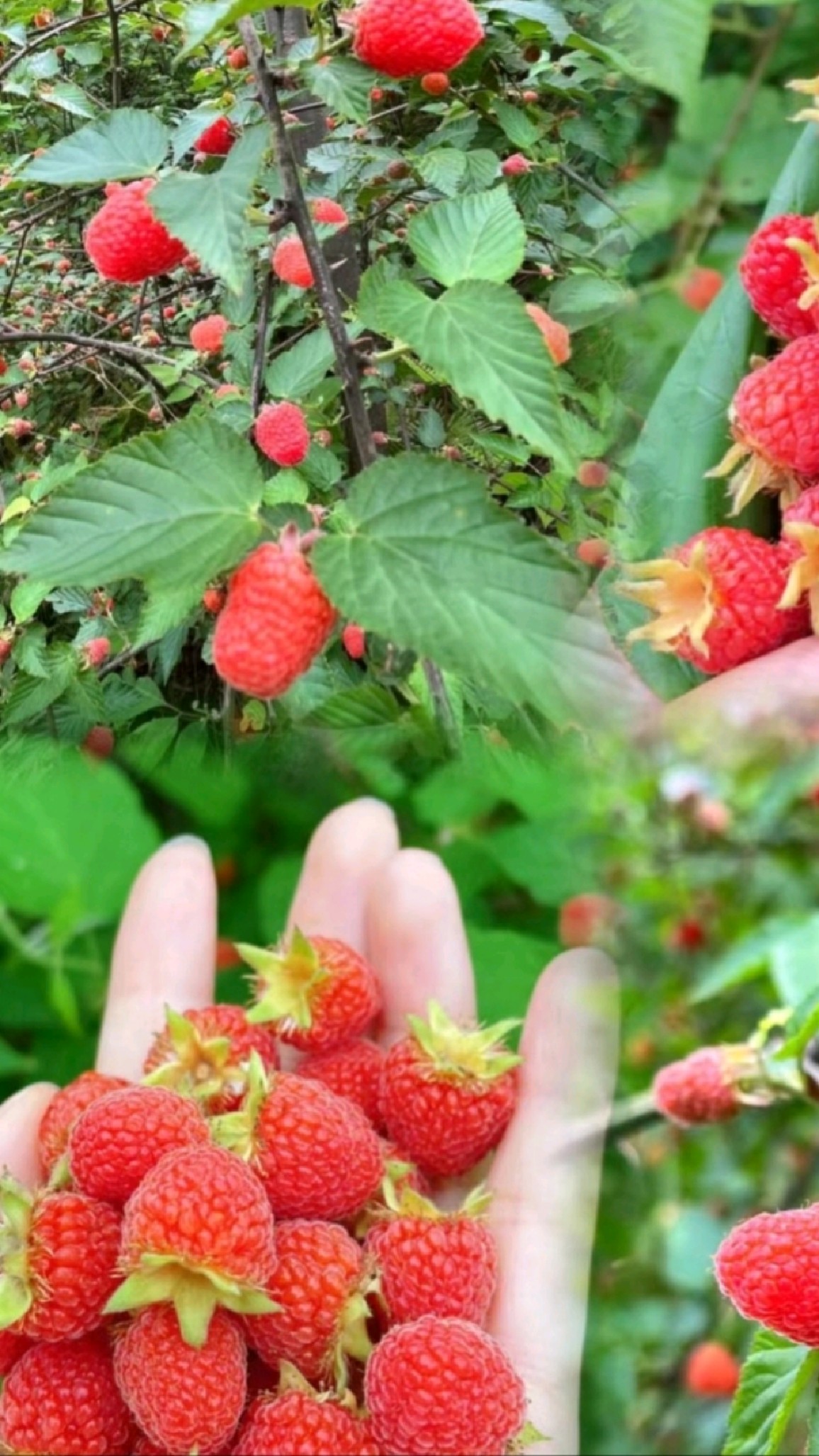 大果型树莓覆盆子,南方北方均可种植,喜欢吗?