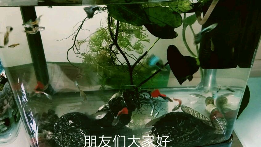 最好养的热带鱼是什么品种,孔雀鱼不容易生病繁殖能力强