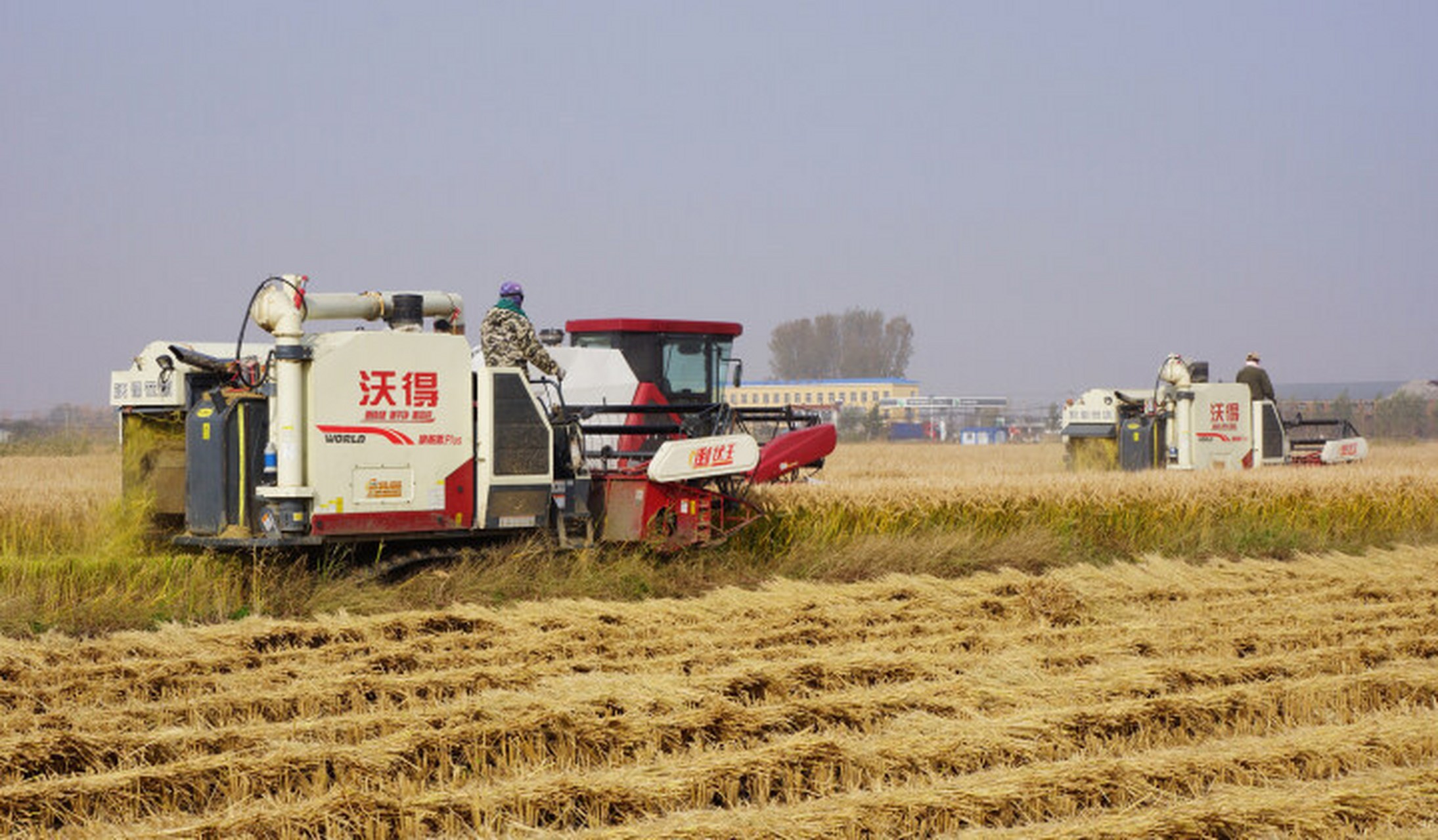 贯彻二十大辽宁在行动# #美好辽宁欢迎您# 水稻收割丰收忙