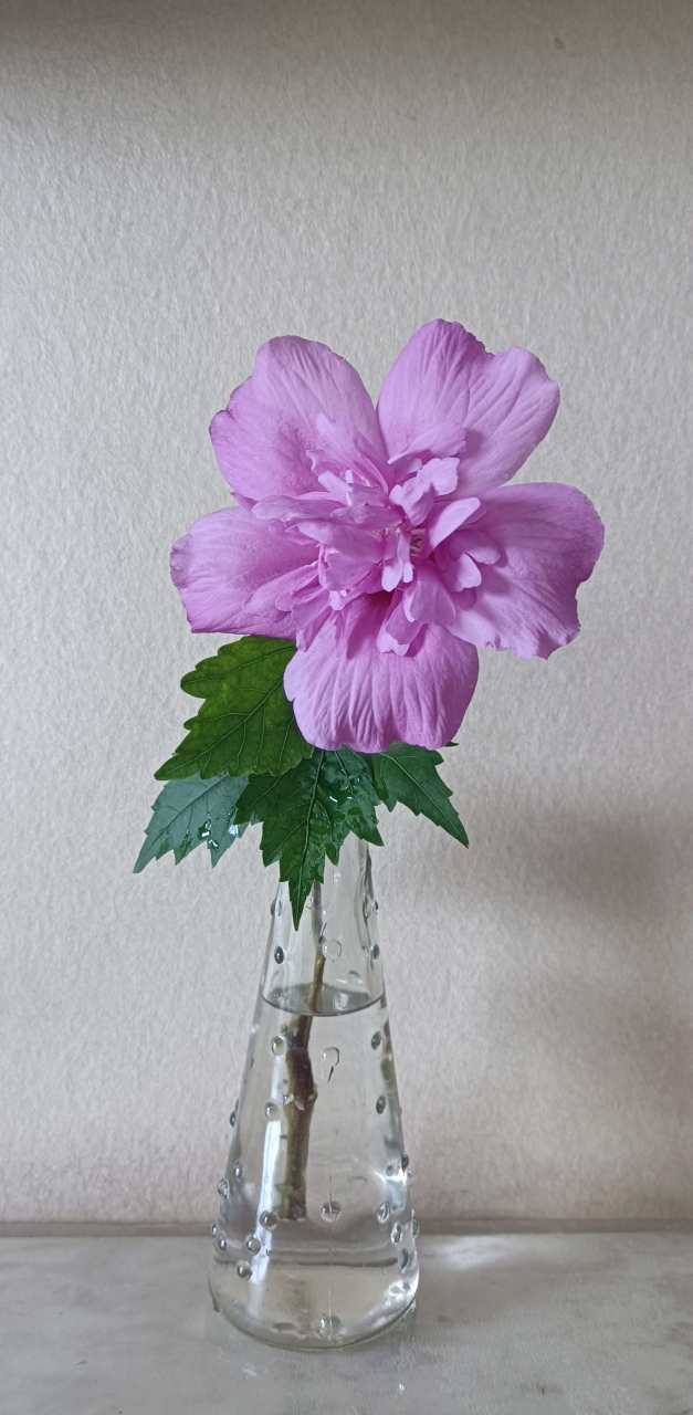 心心念念的粉紫色重瓣木槿.