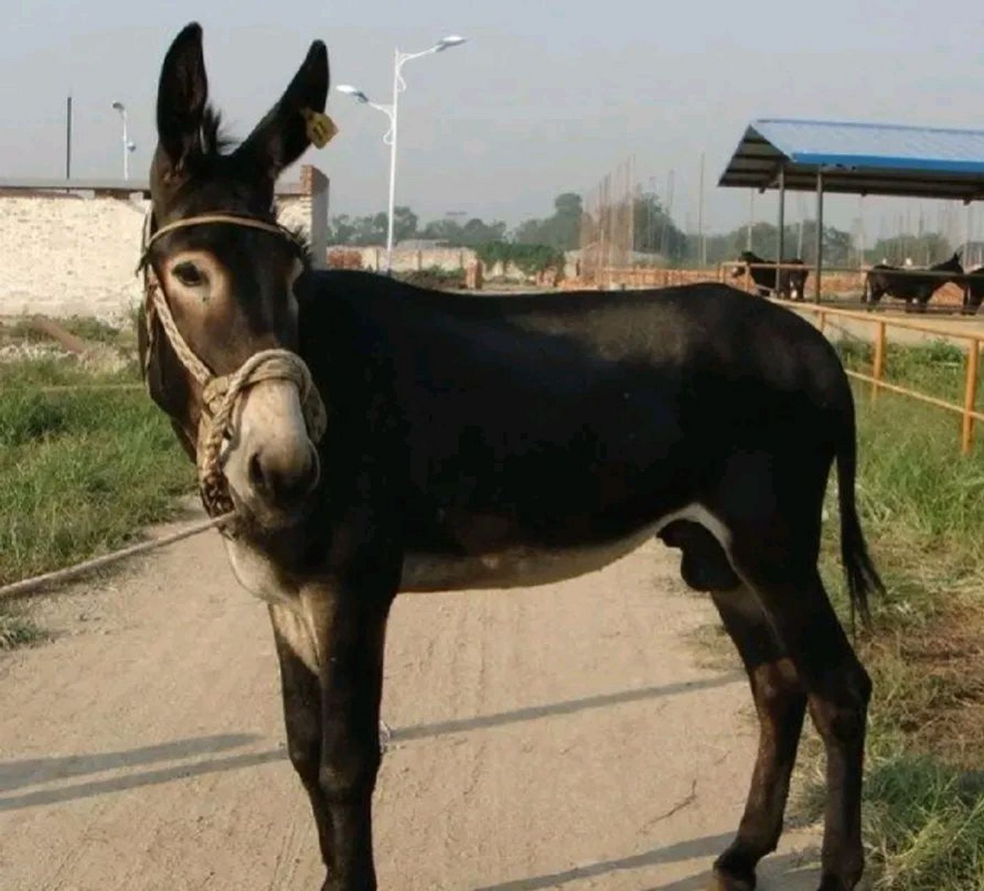 上联:驴走错门寻马户 下联:        ?