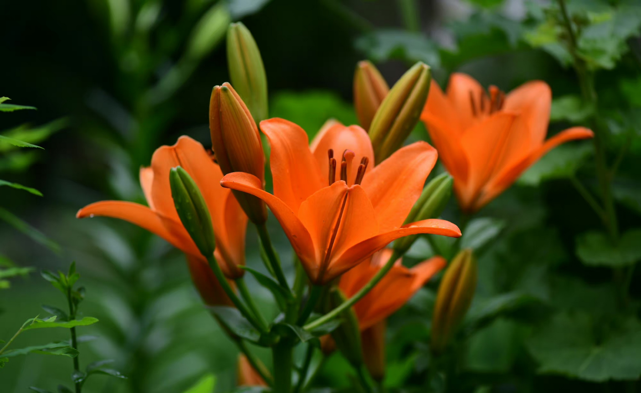 百合 sunderland, 纯粹的爱马仕橙色~  橙色,就是花园里珠宝一样的
