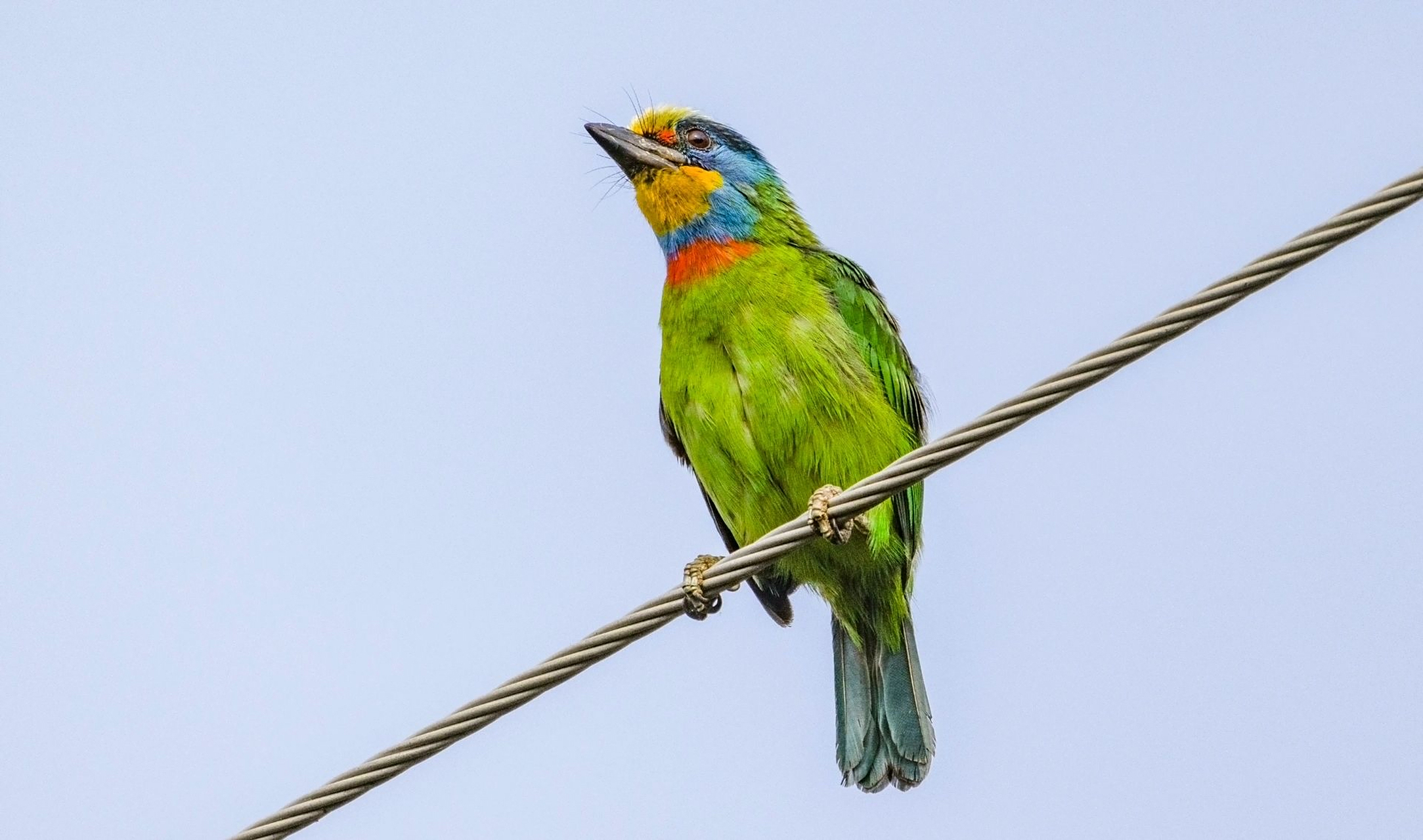 五色鸟,属于我国宝岛台湾特有品种,该鸟体型壮硕,头颈间有黄,蓝,红,黑