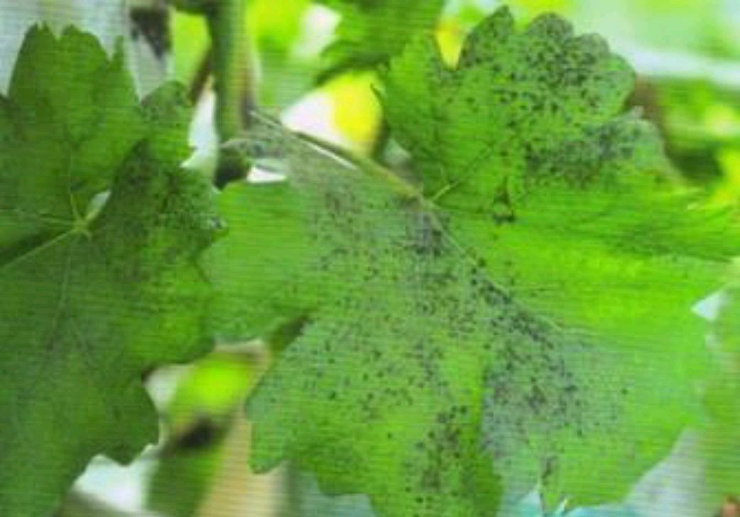 葡萄上的煤污病如何防治