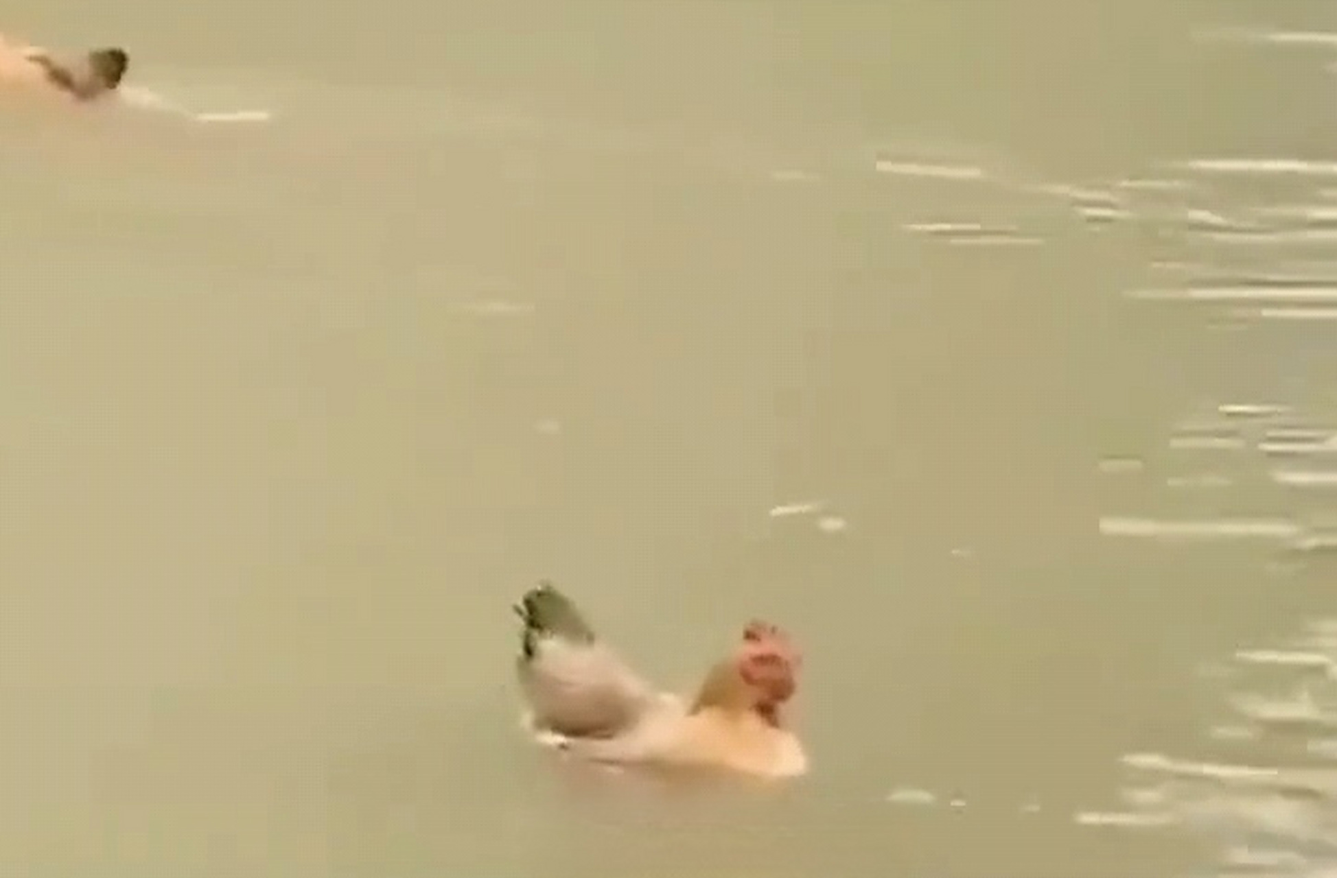 第一次见到会游泳的鸡,感觉好稀奇呀!