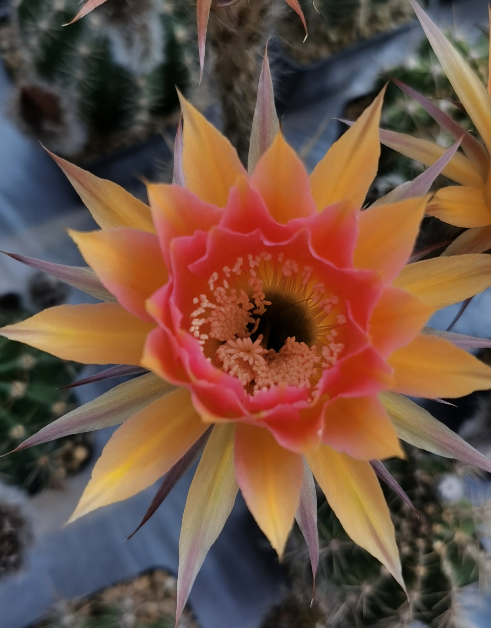 仙人球彩草开花心情日记.