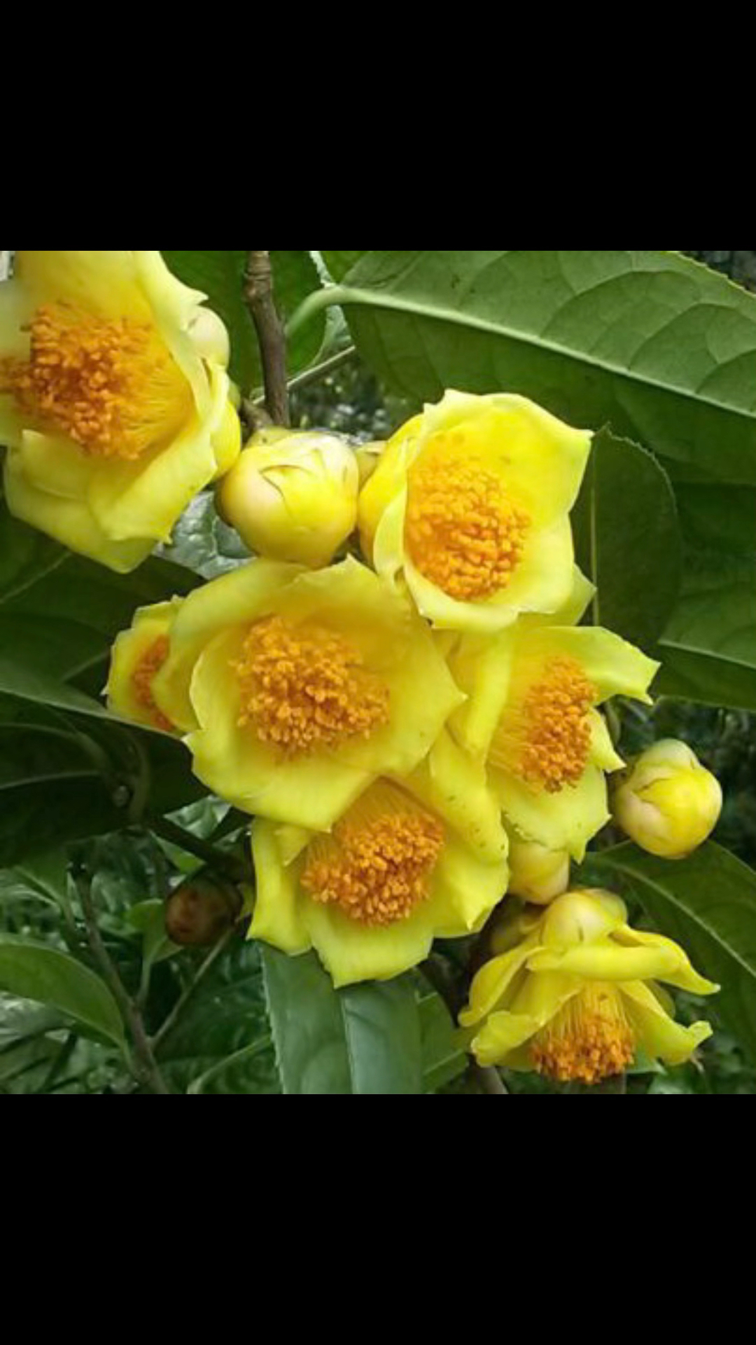 烤干的金花茶原来是这样的听说泡茶很好哦它是茶族皇后