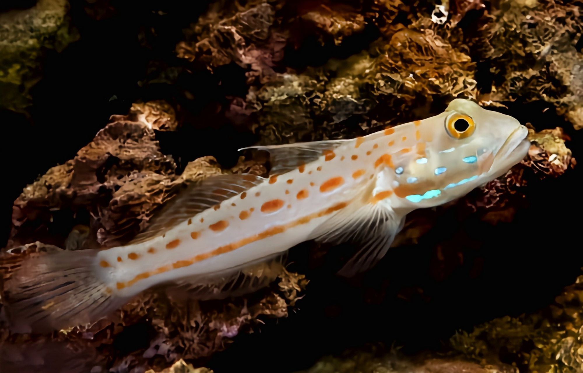 它是一种小型浅水鱼类,体长11厘米,体色灰褐色带有鲜艳的橘色斑点