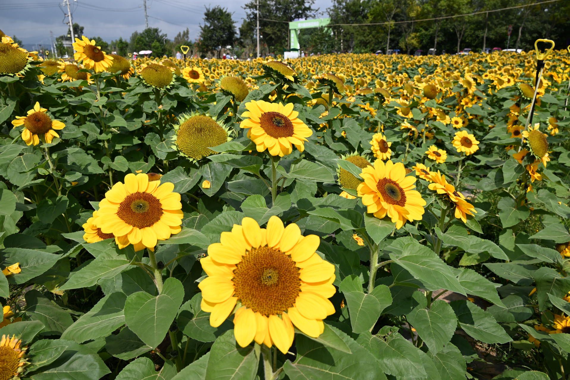 欣赏秋天的花,它们争奇斗艳,光彩夺目,仿佛要给秋天穿上华丽的衣裳.