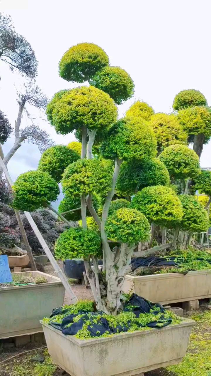 亮晶女贞造型树四季不落叶适合庭院别墅农家小院栽植-度小视