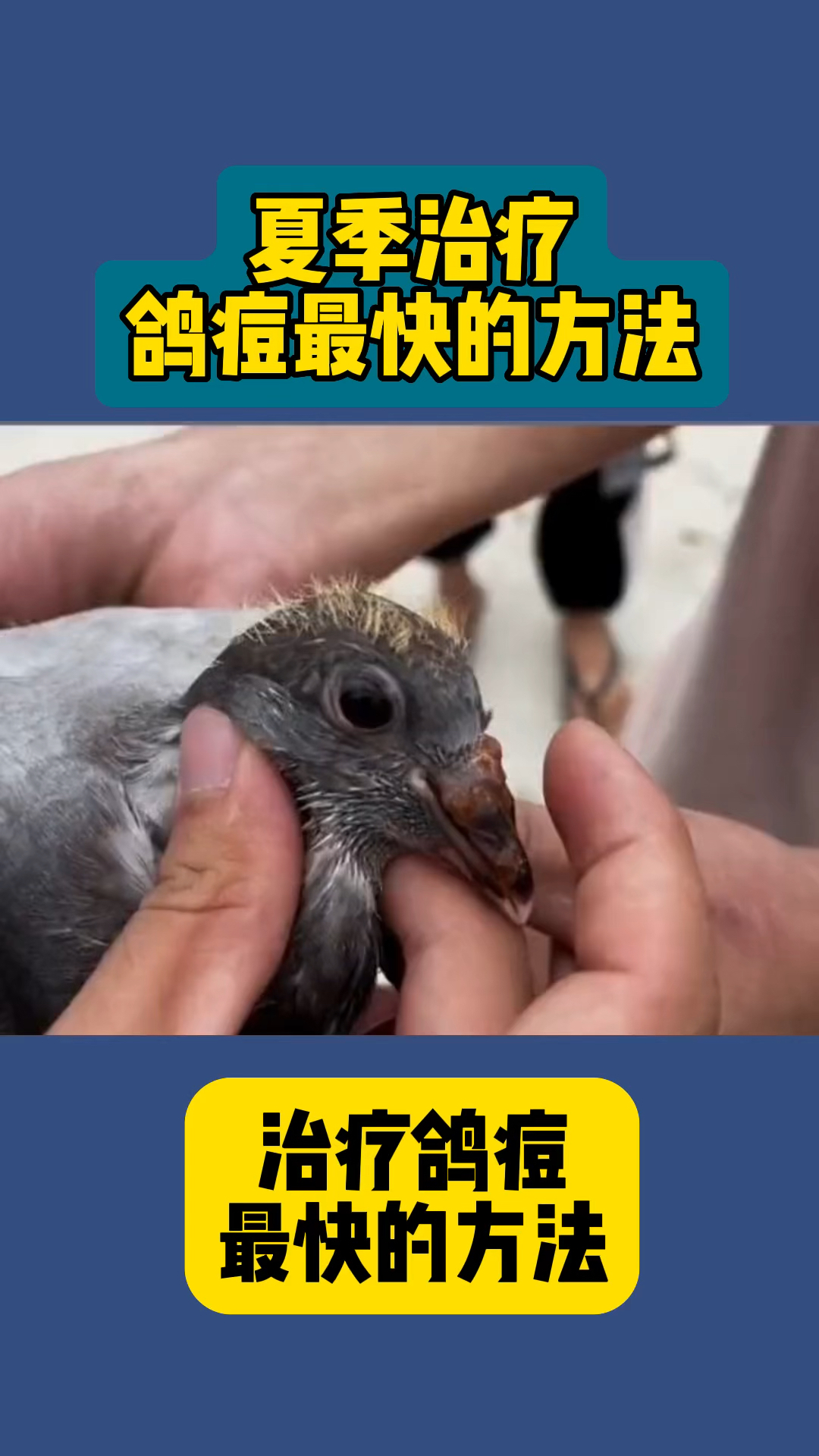 夏季治疗鸽痘最快的方法