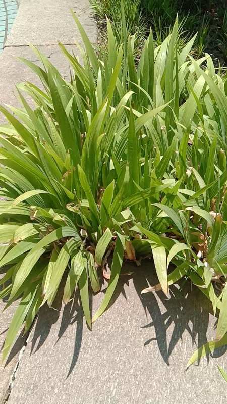 黄岛路边拍摄在在中集对面一对夫妇常年采集这种宽叶草说是包粽子用小