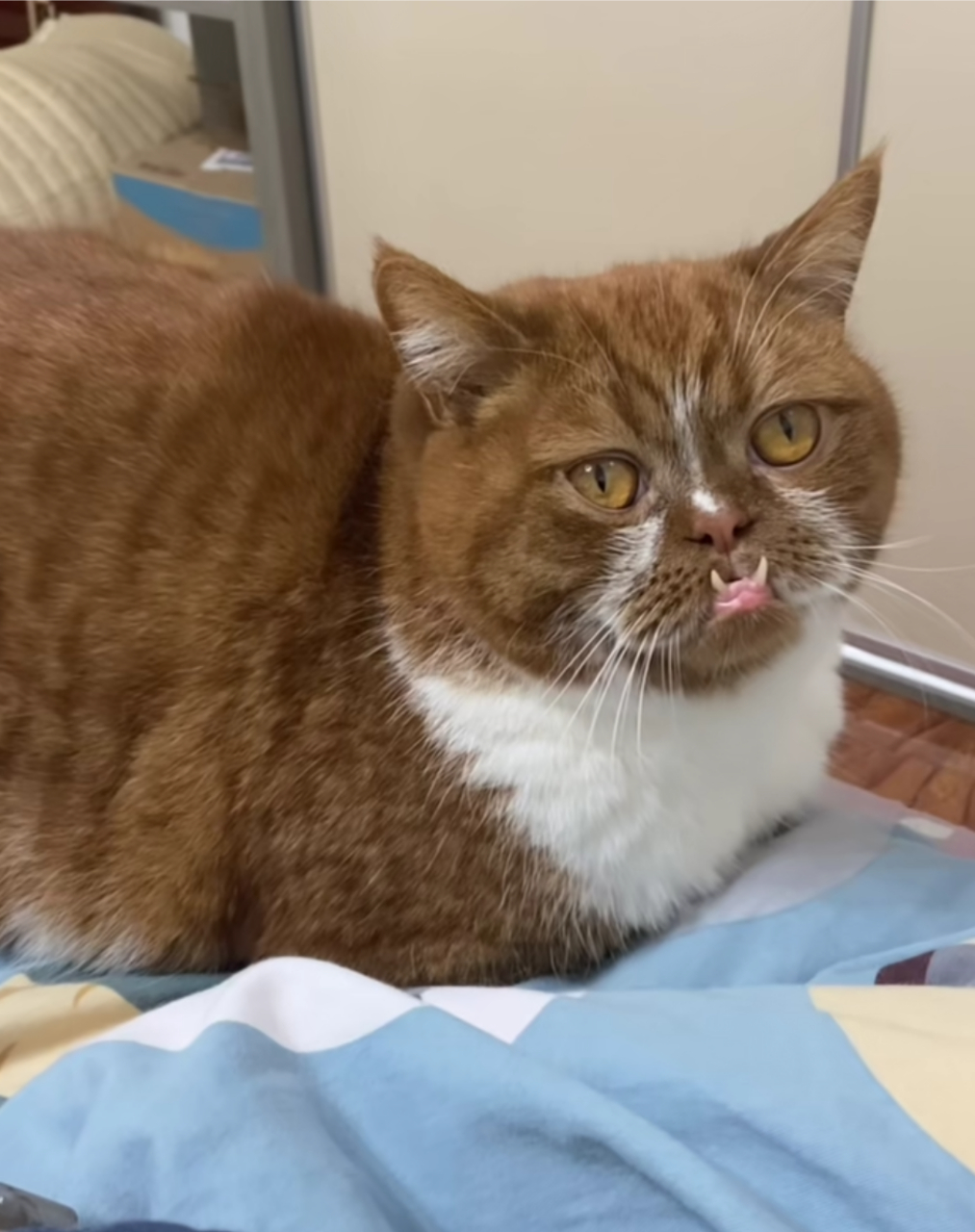 哈哈哈,地包天猫咪,真是丑到我了![左捂脸]