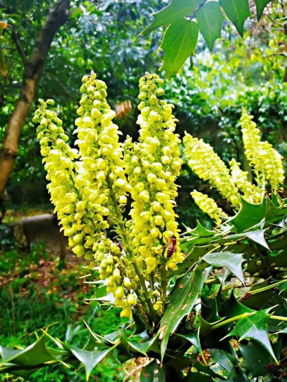 野花分享:朴实无华的山姜花也很清雅