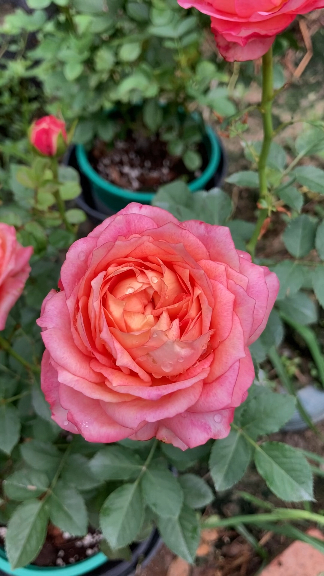 美人月季在夏季表现很好花大颜色鲜