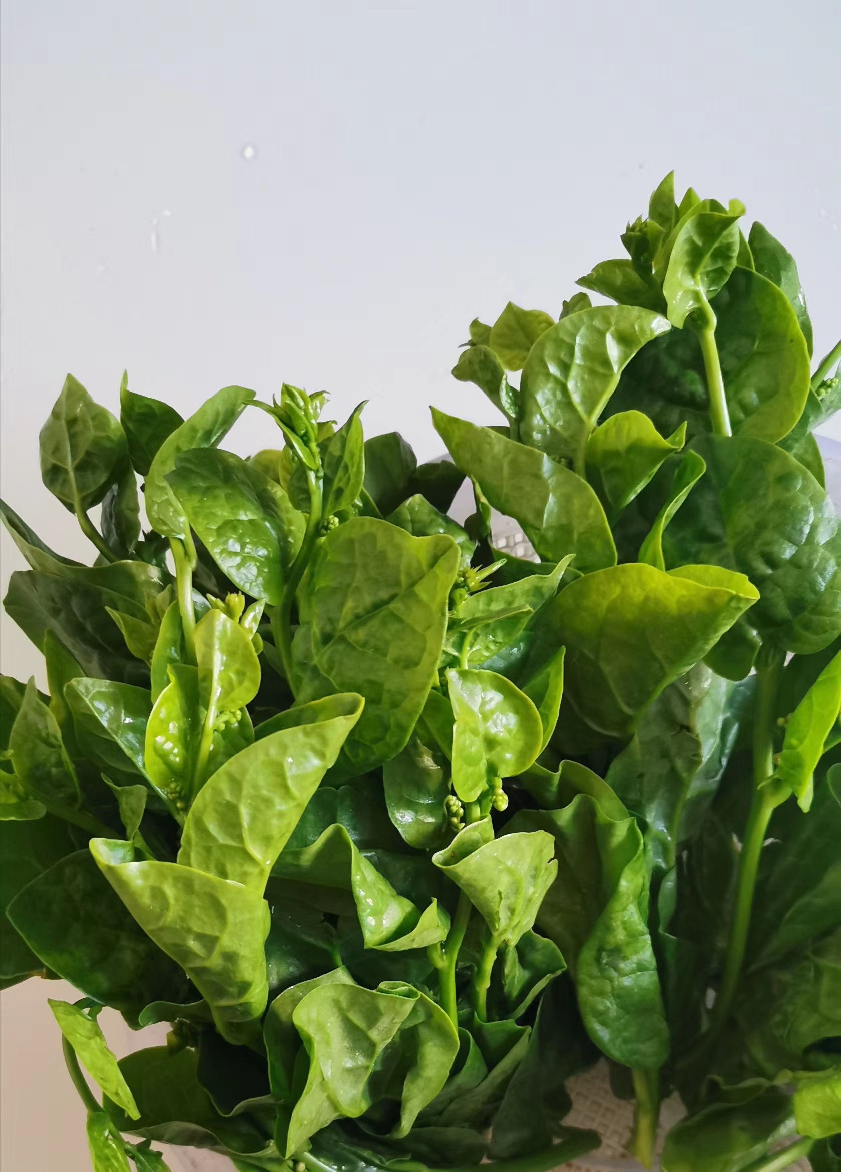 家里人居然买藤菜吃了,这是打谁的脸呢?