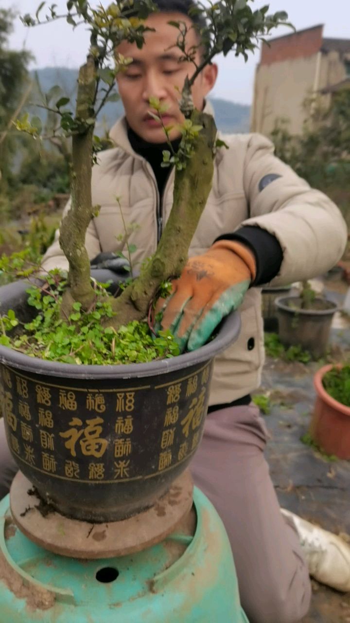 金弹子双杆大果