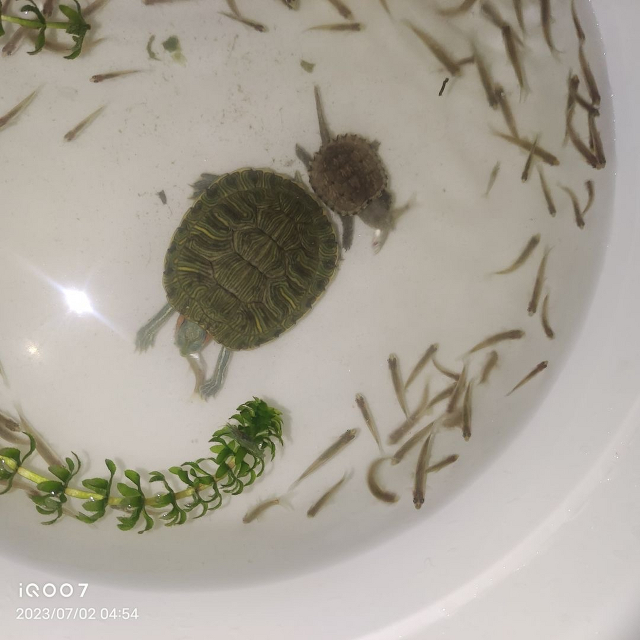 乌龟吃鱼吗?我怎么感觉少了几条