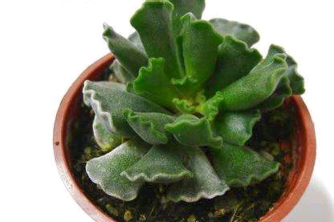 多肉神想曲,虽然花名很唯美!但是混在水泡家族里像个灰姑娘