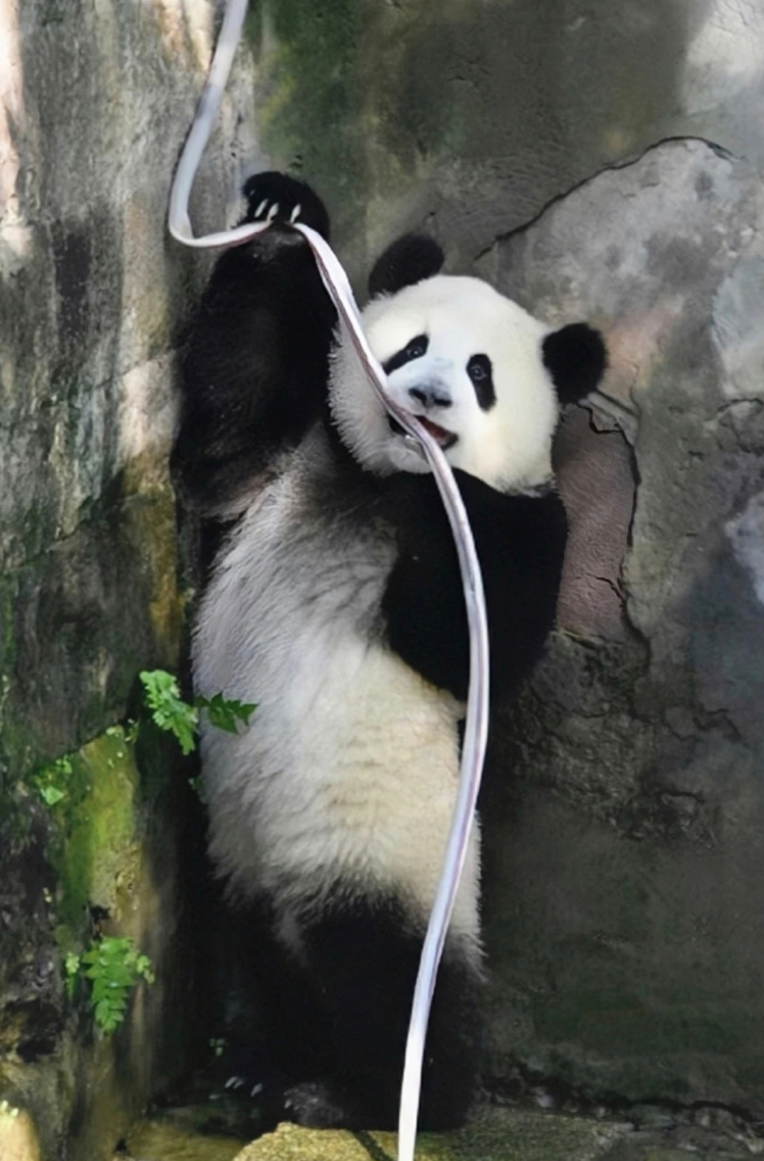 大熊猫的正确洗澡姿势还得看莽辰辰,网友:头一次见这么爱洗澡的小熊