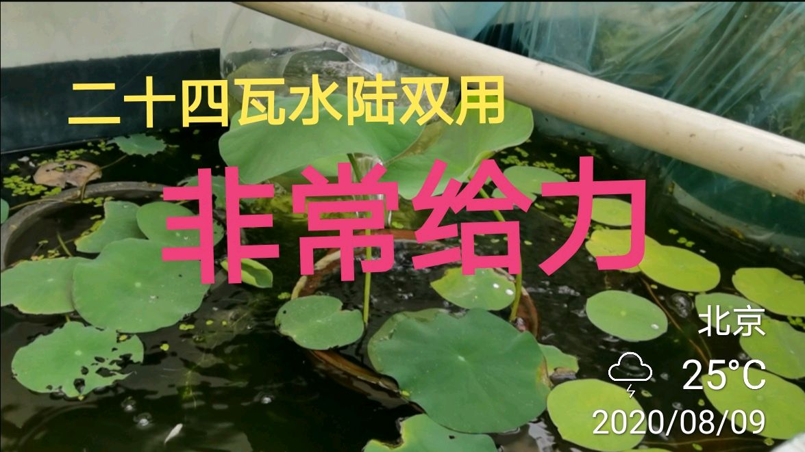 特意为最大的鱼池加了个泵,赞叹半天,结果却出乎我意料