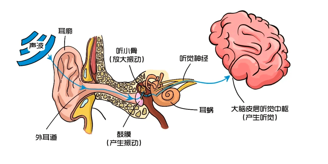 聪耳知音听力:声音入耳,入心还是入脑?