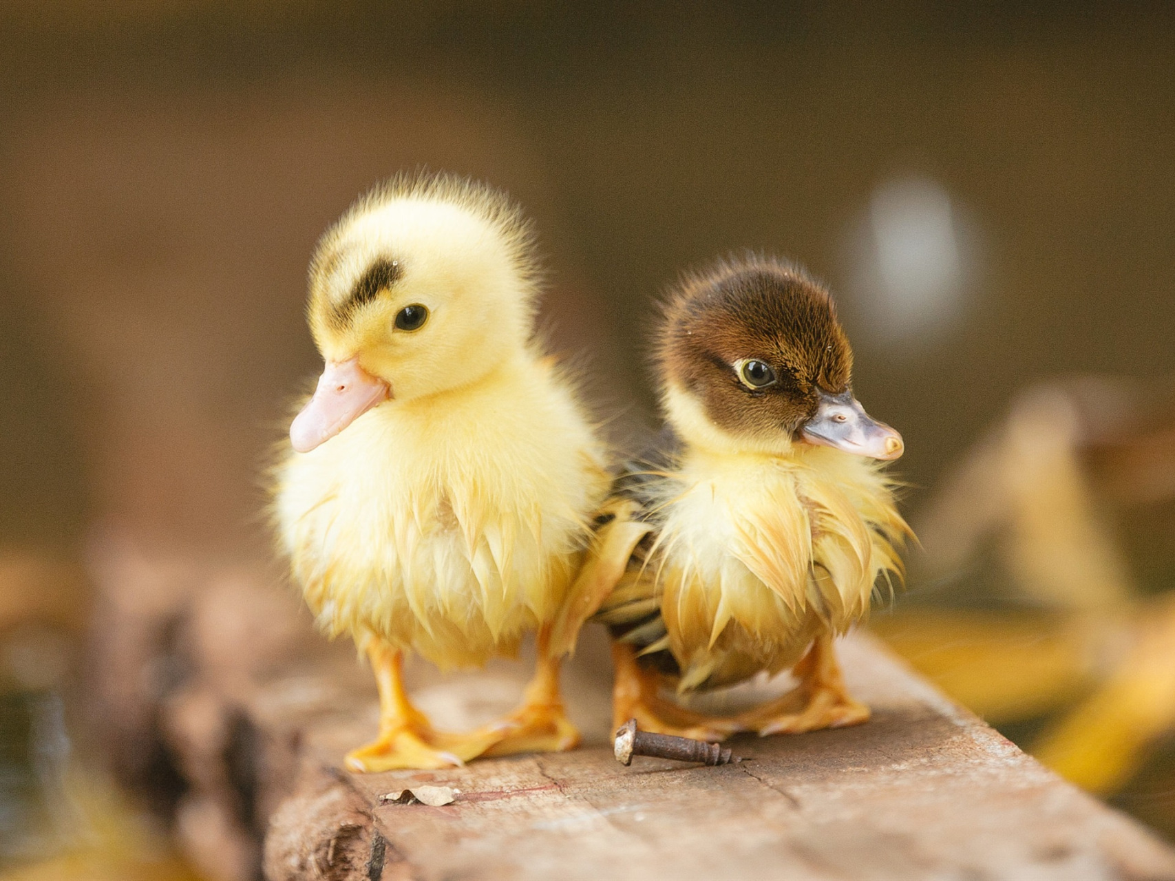 从鸭蛋中孵化出两只小鸭子,它们一开始就互相依赖,总是在一起.