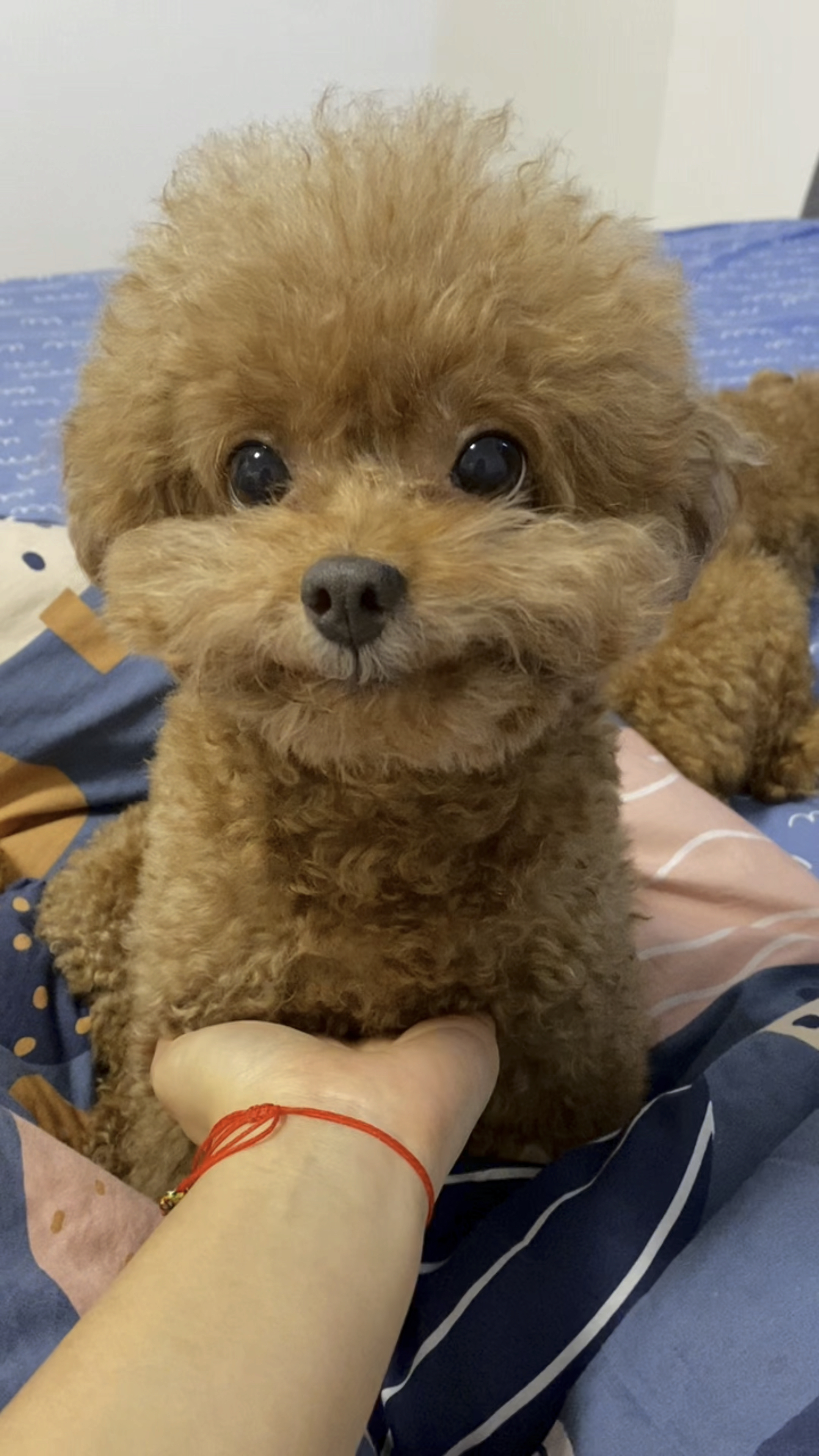 我们嘴角没有下来过-全网最会笑泰迪