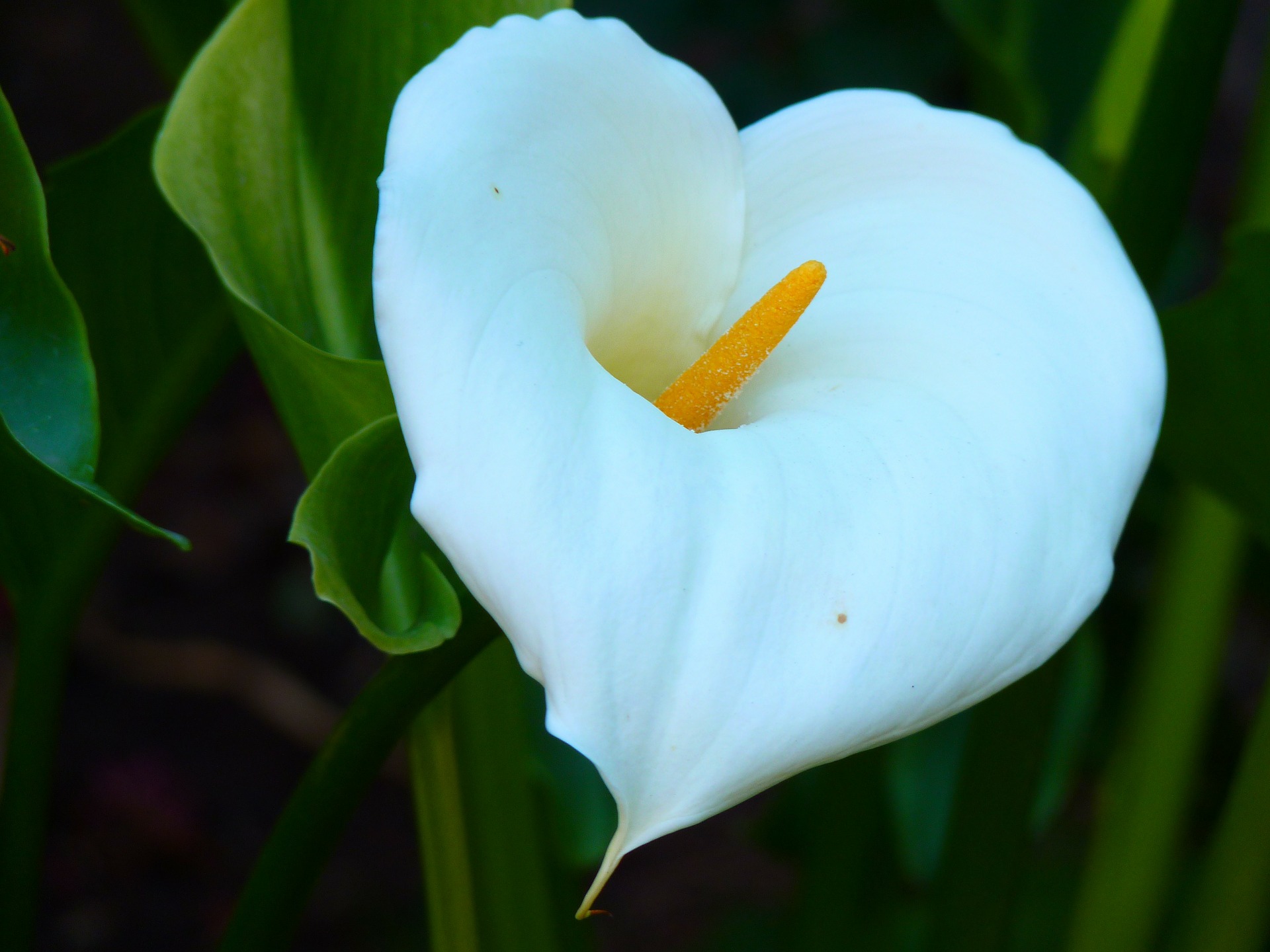 白色花瓣黄蕊是什么花图片