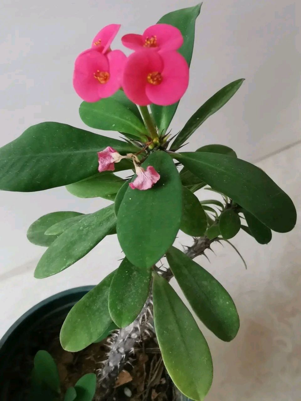 虎刺梅的花语是倔强,坚贞,温柔,忠诚,勇猛.