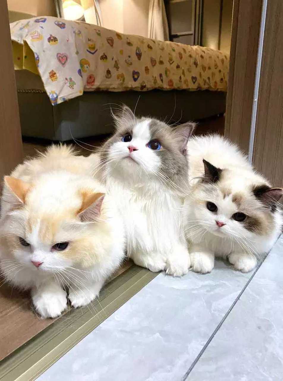 三只颜值超高的布偶猫,一起叠猫猫啦!