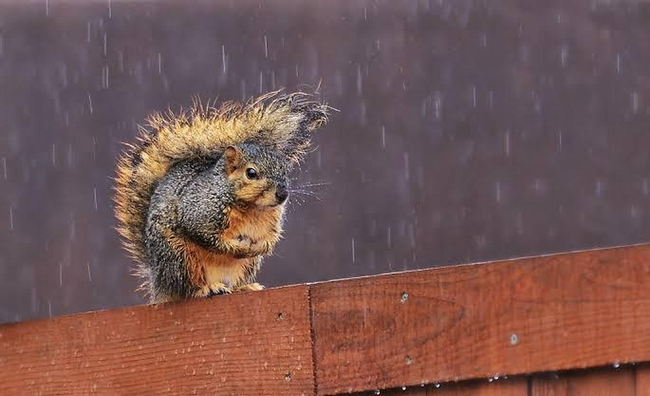 下雨或下雪时,松鼠会用它们的尾巴当做"伞". 676767